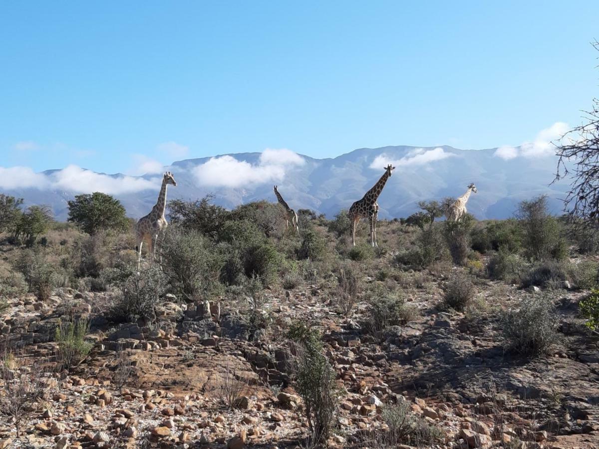 Wolverfontein Karoo Cottages Ladismith Exteriör bild